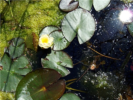 莲花,水塘