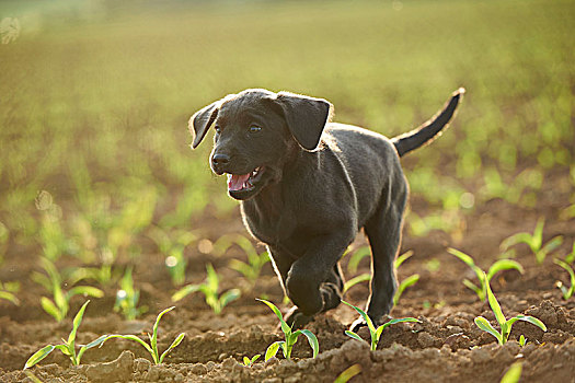 拉布拉多犬,灰色,小狗,草地,正面,跑