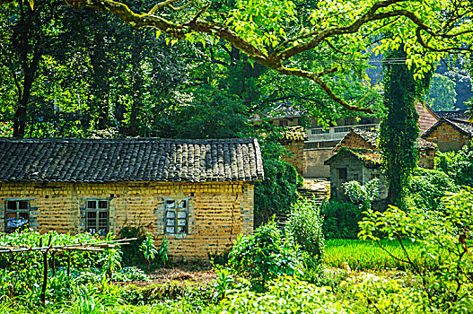 森林与小屋