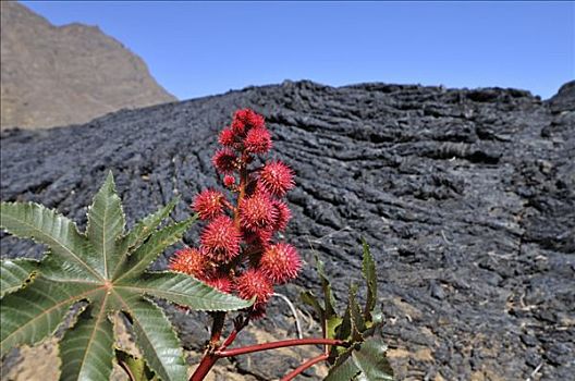 植物,蓖麻,正面,火山岩,福古岛,火山,岛屿,佛得角群岛,非洲