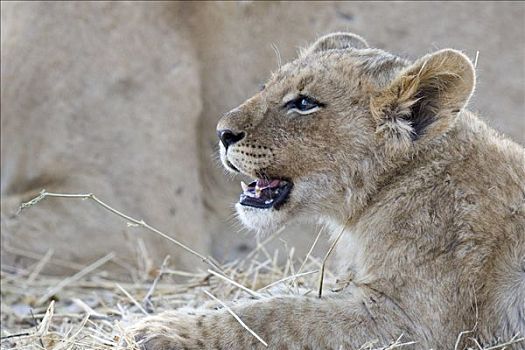 幼狮,狮子,吞吃,清新,杀,头部,肖像,莫瑞米,野生动植物保护区,博茨瓦纳,非洲