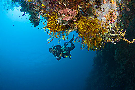 潜水,岛屿,东方,菲律宾