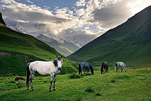 马,放牧,山谷,乡村,乔治亚