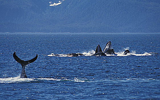 驼背鲸,大翅鲸属,鲸鱼,群,圆,抓住,磷虾,阿拉斯加
