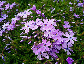 紫色碎花图片