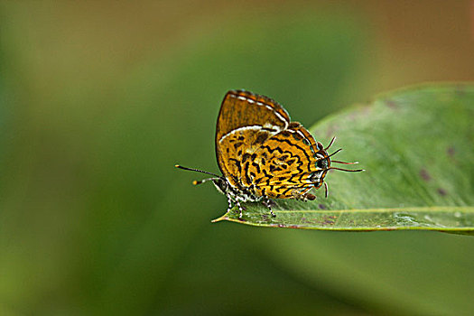 智利松,蝴蝶,喀拉拉,印度