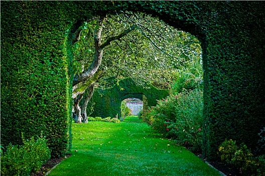 绿色植物,拱,英国,乡村,花园