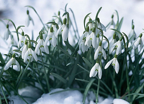 雪花莲