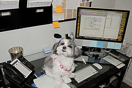 可爱,狗,坐,办公室,书桌