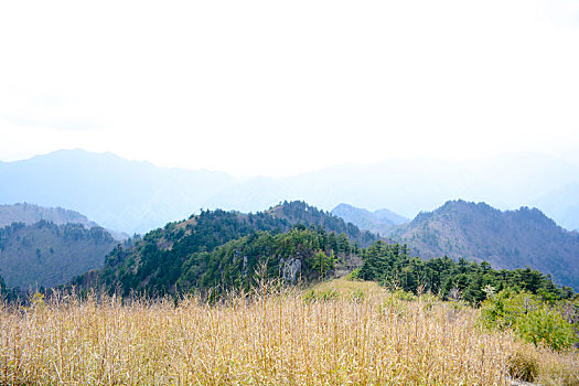 秦岭高山草甸