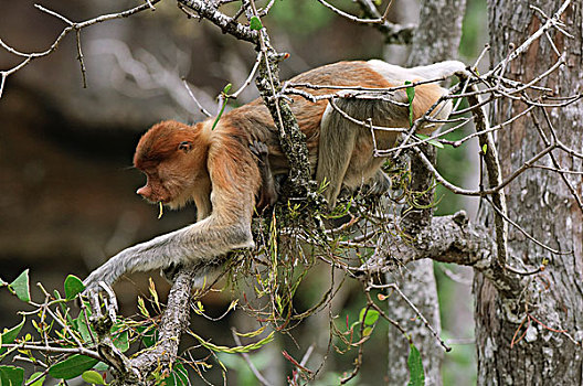 喙,猴子,女性,幼仔,叶子,红树林,苹果,阿尔巴,巴戈国家公园,马来西亚