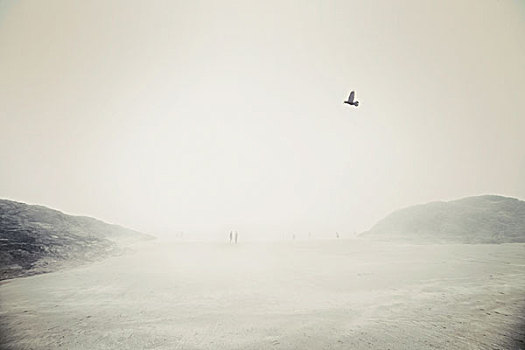 鸟,人,雾状,海滩,温哥华岛,加拿大