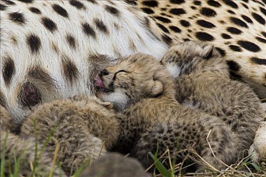 印度豹,猎豹,白天,老,幼兽,哺乳,马赛马拉,自然保护区,肯尼亚