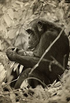 坦桑尼亚,雌性,黑猩猩,深情,幼仔