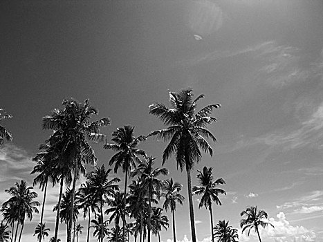 椰树,巴西