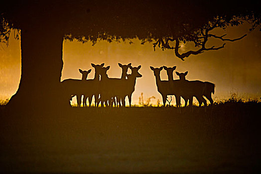 扁角鹿,黇鹿,群,剪影,树下,黎明,诺福克,英格兰,英国,欧洲