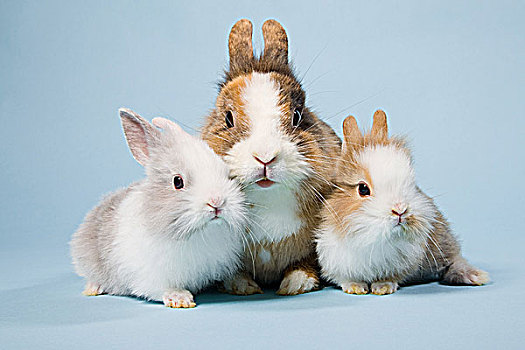三个,兔子,棚拍