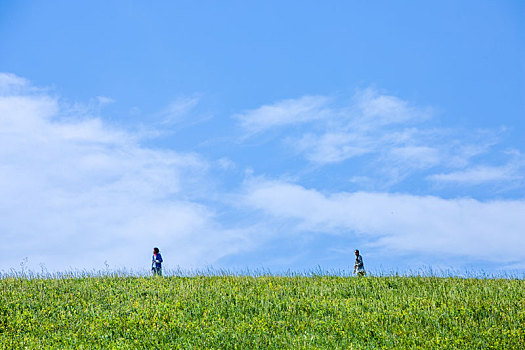 八月,草原