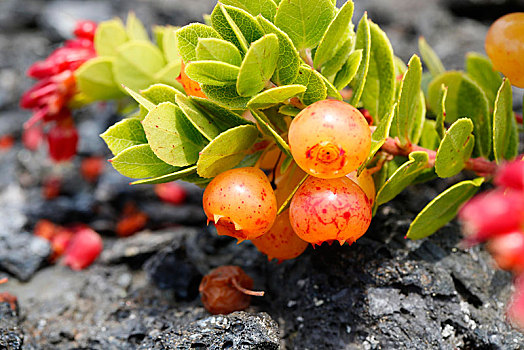 浆果,茂密,灌木,越桔属,夏威夷火山国家公园,夏威夷大岛,夏威夷,美国,北美