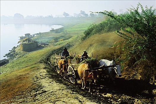 缅甸,牛,手推车,乡间小路