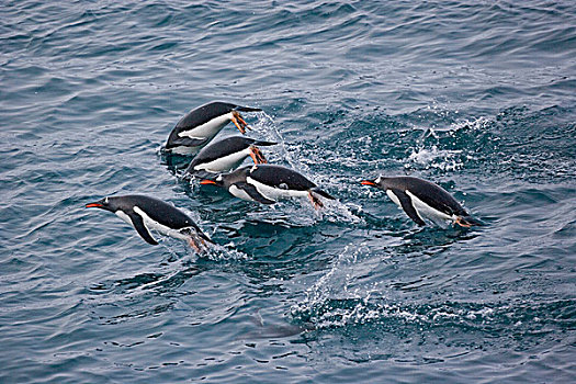 巴布亚企鹅,企鹅,成年,游泳,海洋,水面急行,南大西洋,南乔治亚