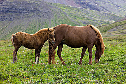 冰岛马,小马,冰岛,欧洲