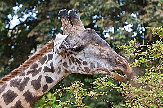 非洲,坦桑尼亚,马赛长颈鹿,国家公园