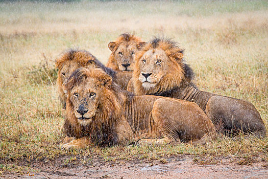 四个,雄性,狮子,卧,短小,褐色,草,雨,看别处