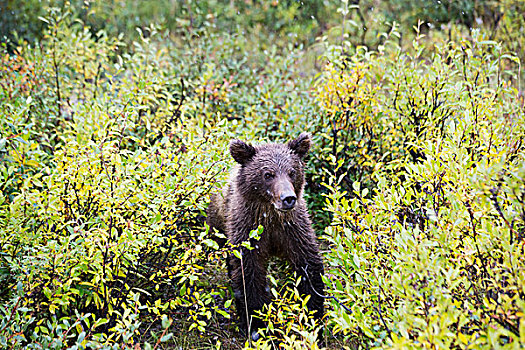 幼兽,大灰熊,室外,灌木丛,德纳里峰国家公园,阿拉斯加,美国