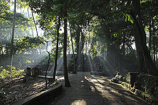 神圣,猴子,树林,巴厘岛,印度尼西亚
