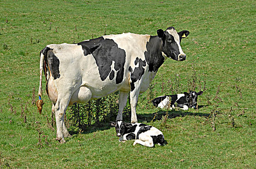 生活,牛,黑白花牛,弗里斯兰奶牛,母牛,相似,幼兽,有机,农场,兰开夏郡,英格兰,英国,欧洲