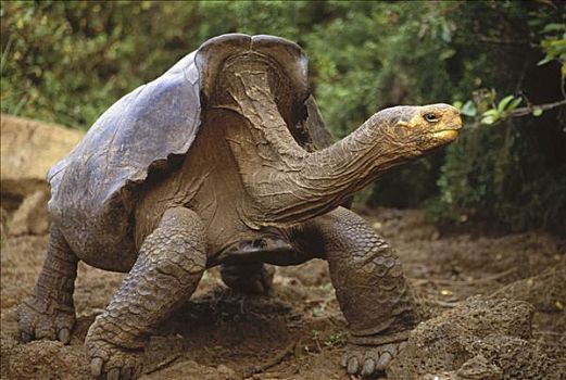 加拉帕戈斯,龟,加拉帕戈斯象龟,成年,雄性,一个,只有,两个,圈养动物,饲养,圣克鲁斯岛,加拉帕戈斯群岛,厄瓜多尔
