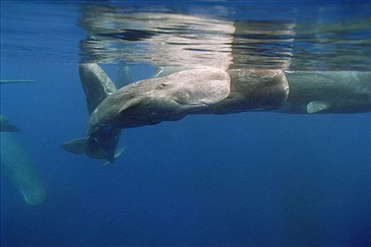 抹香鲸,幼兽,水下
