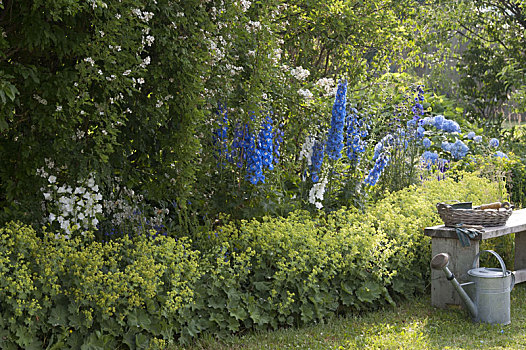 蓝色,白色,多年生植物,边界,飞燕草,燕草属植物,风铃草