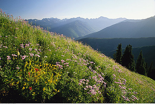 高山,野花,不列颠哥伦比亚省,加拿大