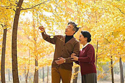 在银杏林散步的老年夫妻