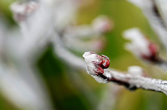 重庆酉阳,粉妆玉砌雨凇美