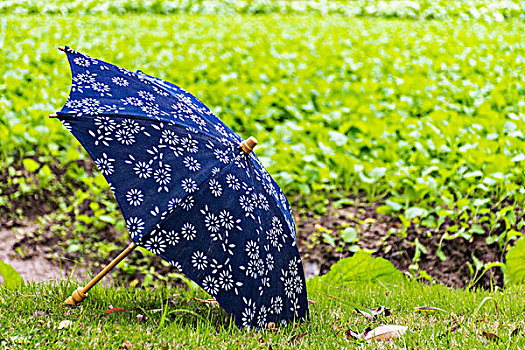花布伞蓝印花布伞
