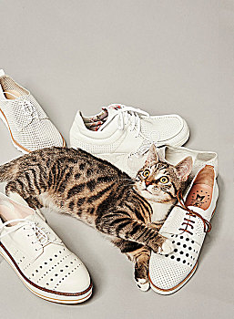 白色,系带鞋,猫