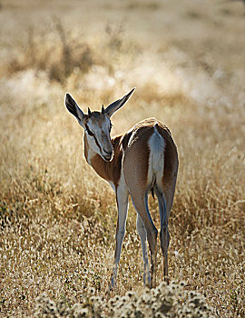瞪羚,埃托沙国家公园,纳米比亚