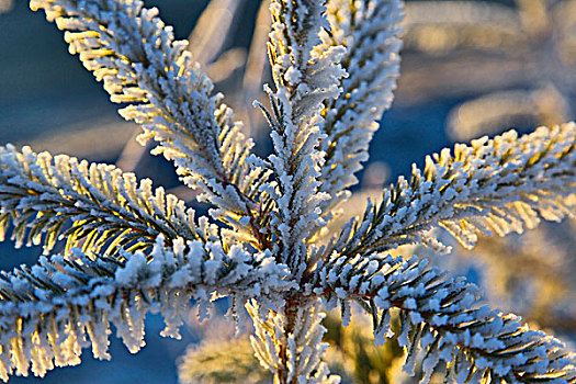 霜,常青树,阿拉斯加
