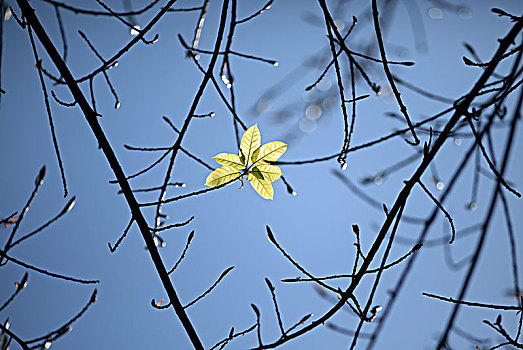 嫩芽和天空