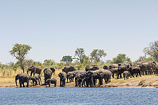 牧群,大象,宽渡河,国家公园,纳米比亚,非洲
