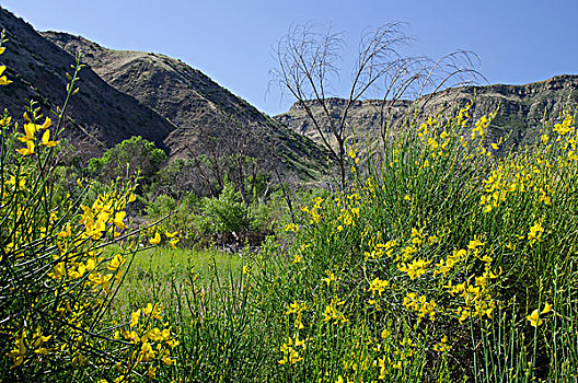 野花,盛开,水塘,加利福尼亚,美国