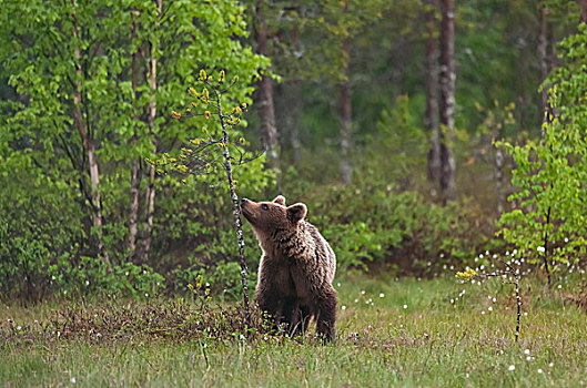 棕熊,卡瑞里亚,芬兰,欧洲