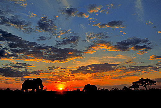 傍晚,非洲,灌木,大象,非洲象,萨维提,乔贝国家公园,博茨瓦纳,南非