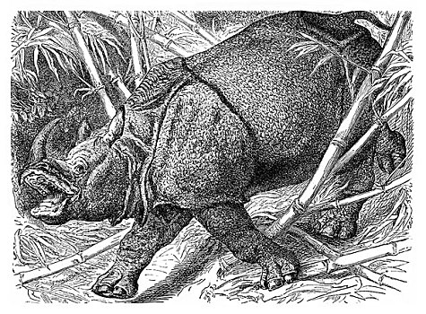 历史,动物,绘画,印度犀,犀牛,亚洲,印度犀牛,19世纪