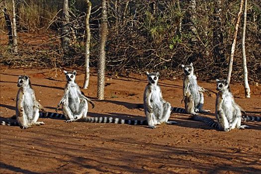 日光浴,节尾狐猴,狐猴,成年,禁猎区,马达加斯加