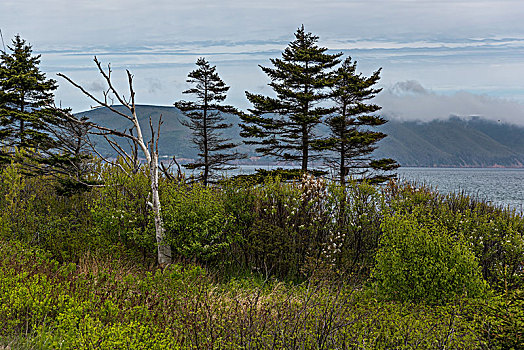 树,海岸,小路,布雷顿角岛,新斯科舍省,加拿大