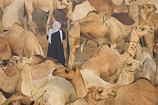 骆驼,市场,开罗附近,埃及